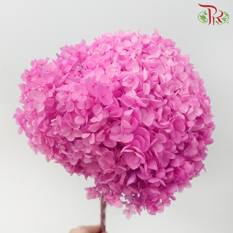 Preserved Hydrangea - Shades of Magenta (Per Stem)-Pink / Purple-China-prflorist.com.my