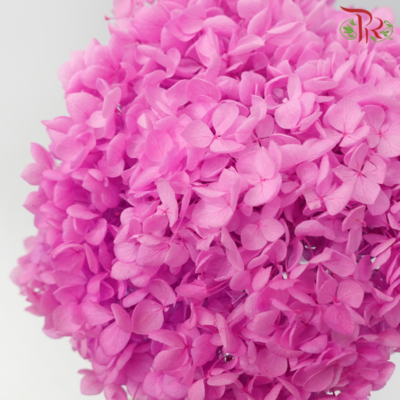 Preserved Hydrangea - Shades of Magenta (Per Stem)-Pink / Purple-China-prflorist.com.my