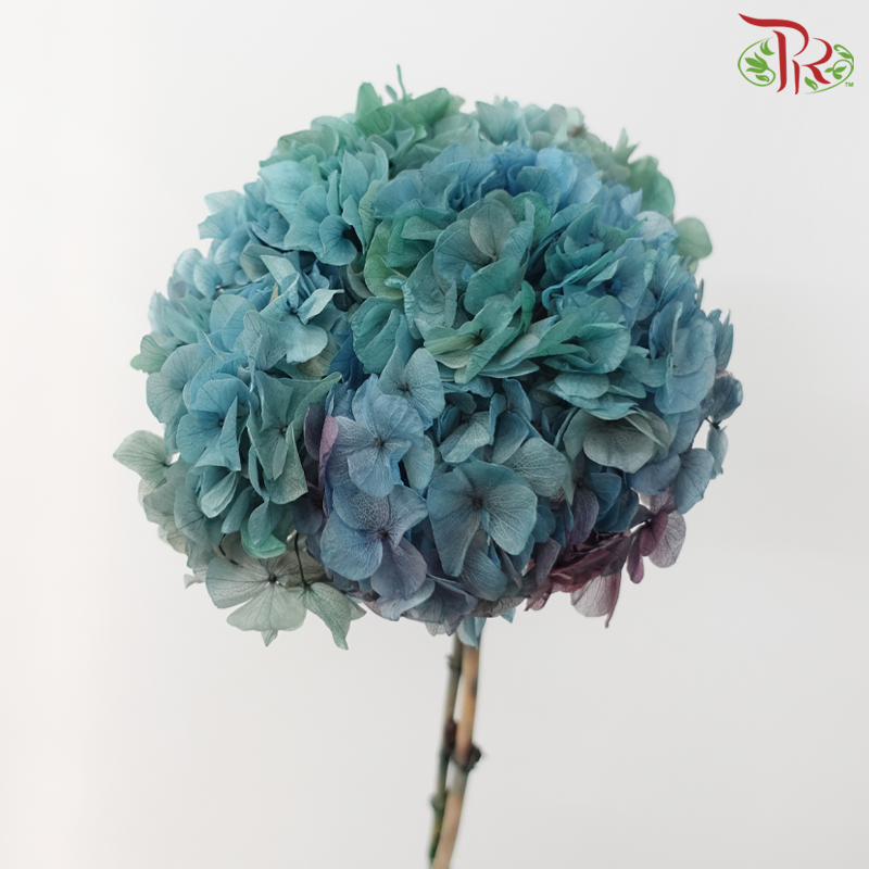 Preserved Hydrangea - Shades of Teal Blue (Per Stem)-Blue-China-prflorist.com.my