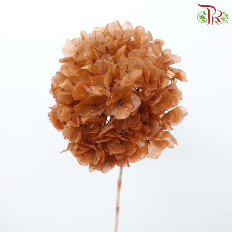 Preserved Hydrangea - Sienna Brown (Per Stem)-Sienna Brown-China-prflorist.com.my