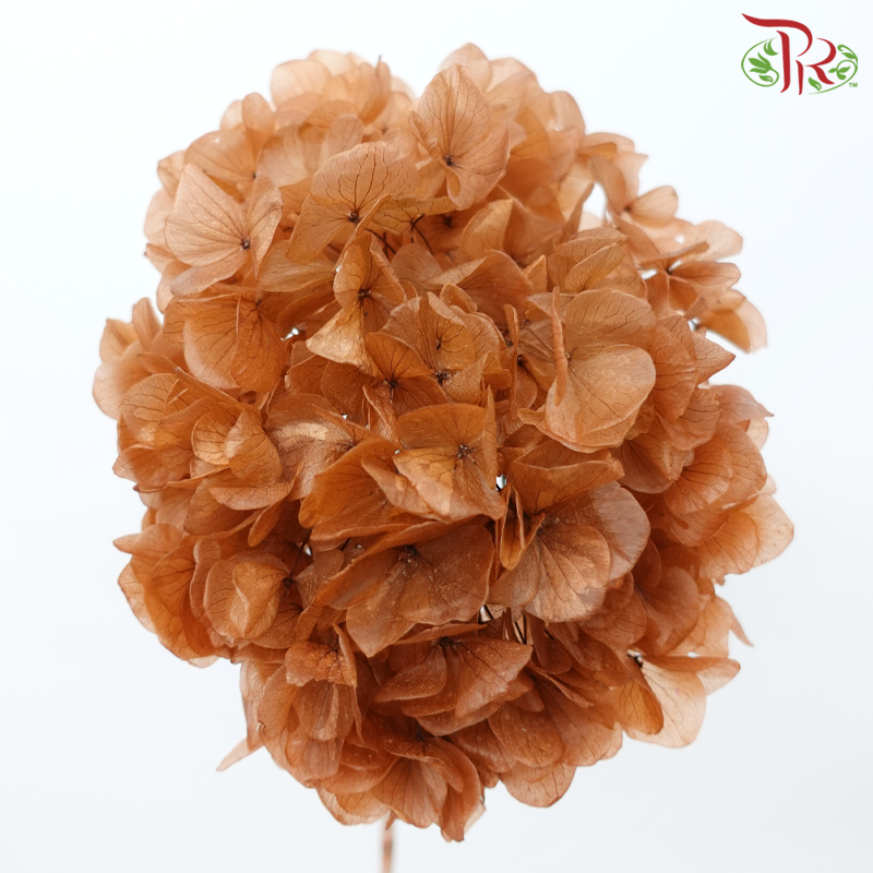 Preserved Hydrangea - Sienna Brown (Per Stem)-Sienna Brown-China-prflorist.com.my