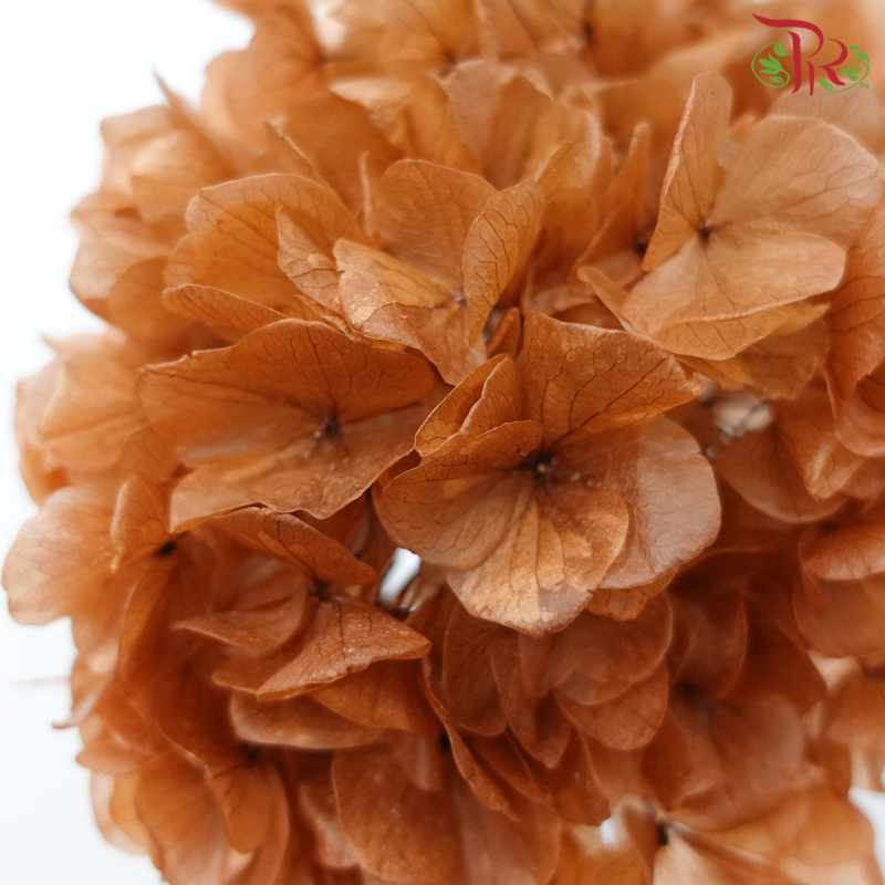 Preserved Hydrangea - Sienna Brown (Per Stem)-Sienna Brown-China-prflorist.com.my