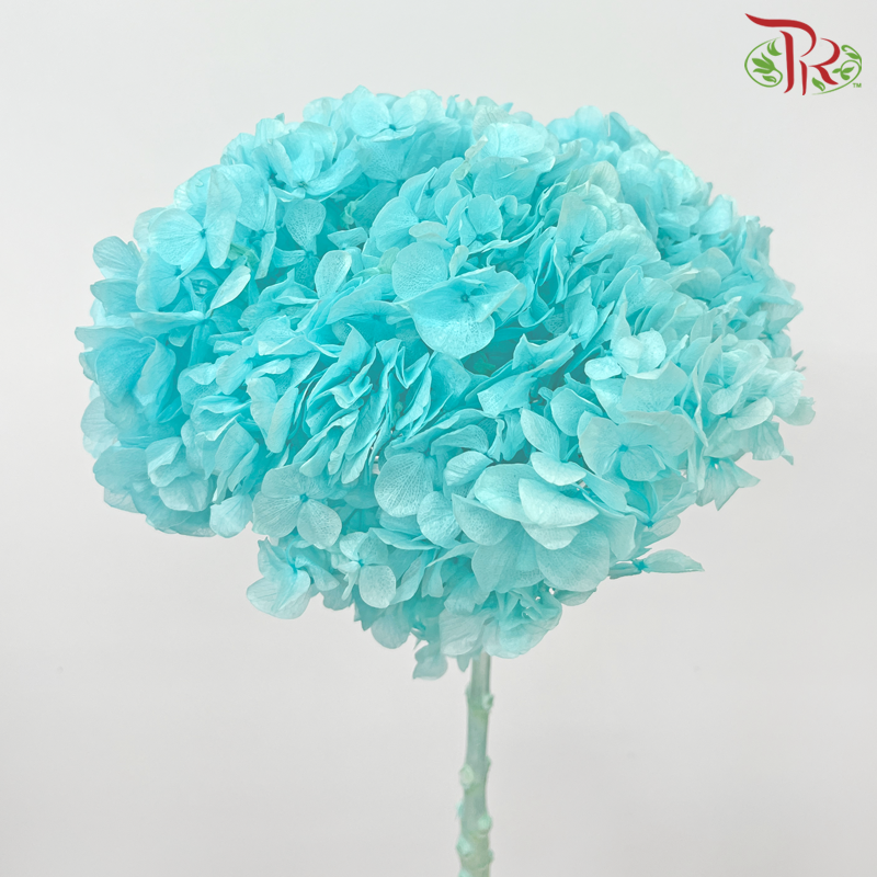 Preserved Hydrangea - Sky Blue (Per Stem)-Sky Blue-China-prflorist.com.my