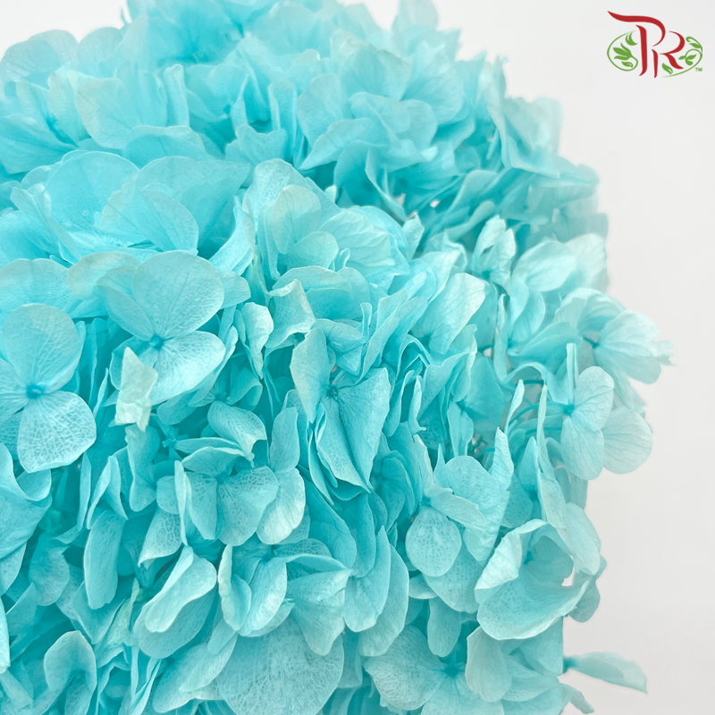 Preserved Hydrangea - Sky Blue (Per Stem)-Sky Blue-China-prflorist.com.my