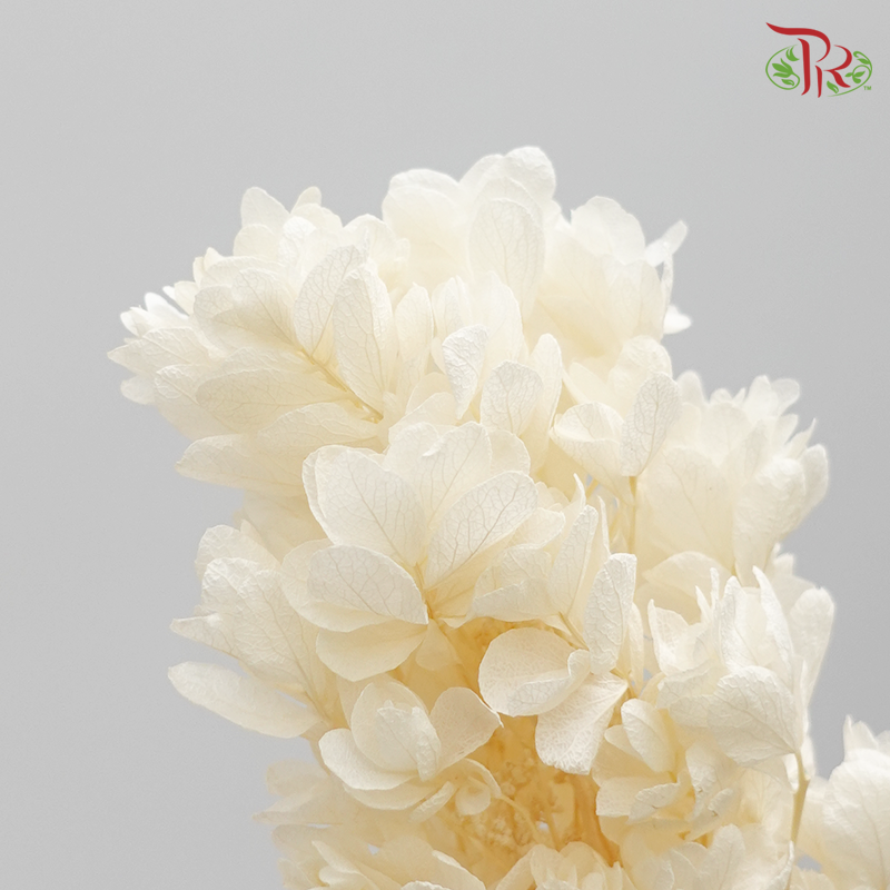 Preserved Hydrangea Snow Flake - Cream ( 0107-6-011 )-Cream-Japan-prflorist.com.my