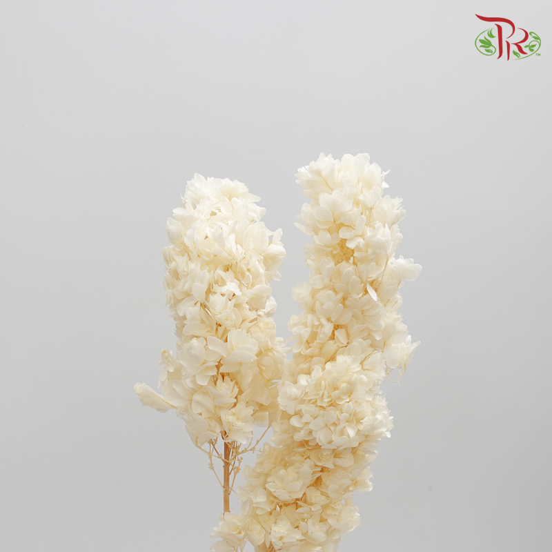 Preserved Hydrangea Snow Flake - Cream ( 0107-6-011 )-Cream-Japan-prflorist.com.my
