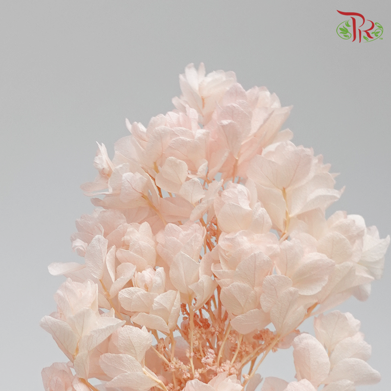 Preserved Hydrangea Snow Flake - Pink ( 0107-6-103 )-Pink-Japan-prflorist.com.my