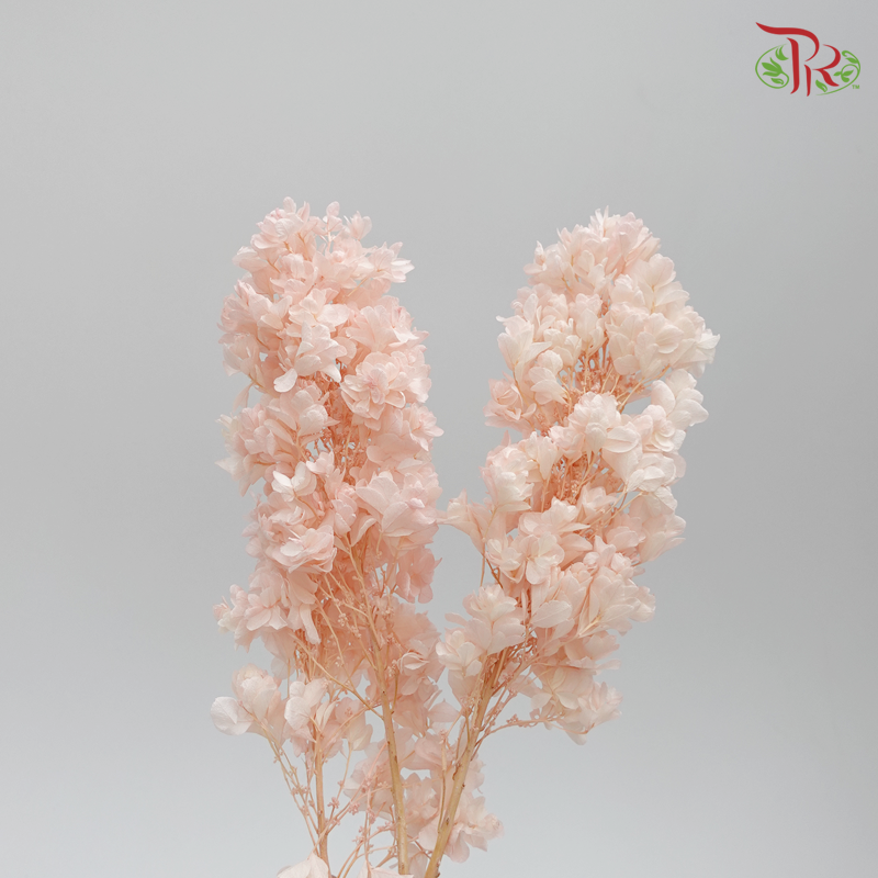 Preserved Hydrangea Snow Flake - Pink ( 0107-6-103 )-Pink-Japan-prflorist.com.my