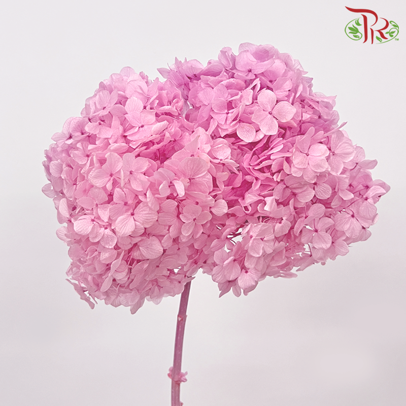 Preserved Hydrangea - Sweet Pink in Two Tone (Per Stem)-Sweet Pink in Two Tone-China-prflorist.com.my