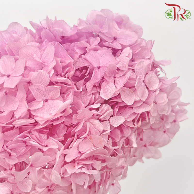 Preserved Hydrangea - Sweet Pink in Two Tone (Per Stem)-Sweet Pink in Two Tone-China-prflorist.com.my