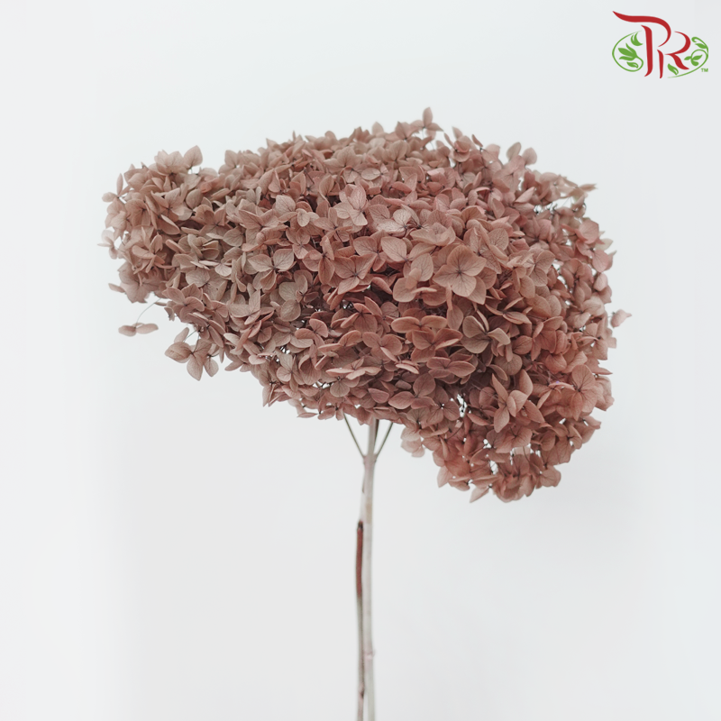 Preserved Hydrangea - Taupe Brown (Per Stem)-Brown-China-prflorist.com.my