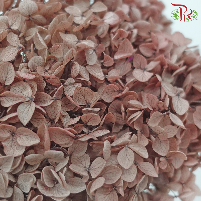 Preserved Hydrangea - Taupe Brown (Per Stem)-Brown-China-prflorist.com.my