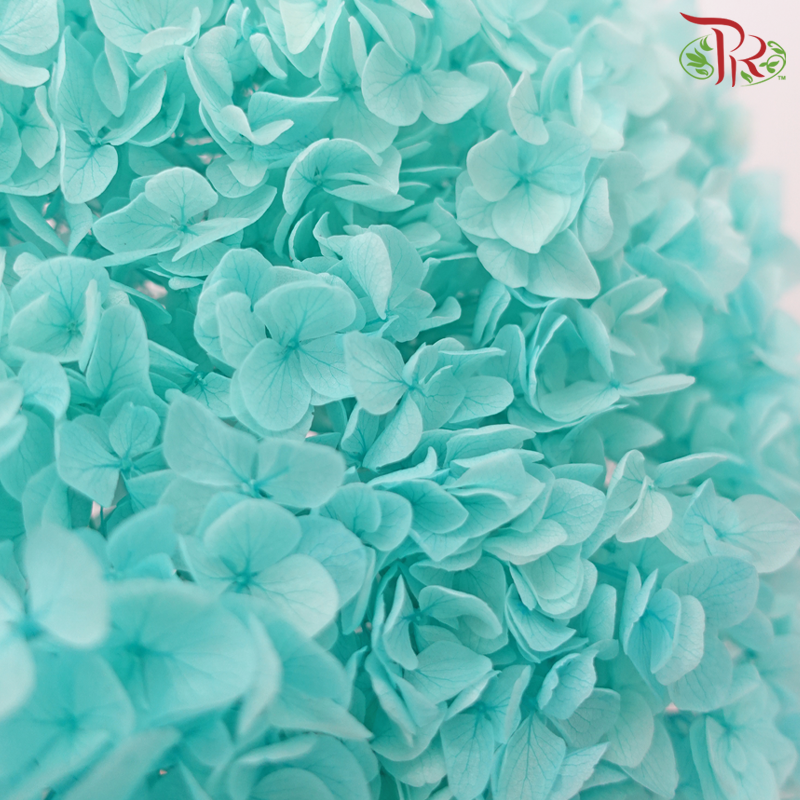 Preserved Hydrangea - Turquoise (Per Stem)-Turquoise-China-prflorist.com.my