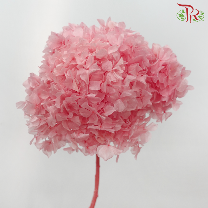 Preserved Hydrangea - Watermelon Pink (Per Stem)-Pink-China-prflorist.com.my