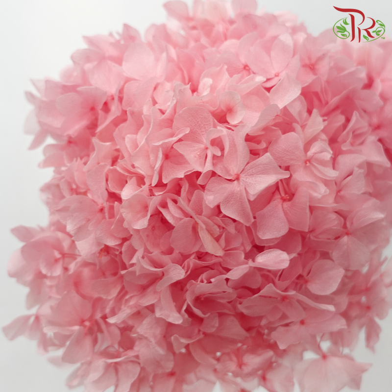 Preserved Hydrangea - Watermelon Pink (Per Stem)-Pink-China-prflorist.com.my