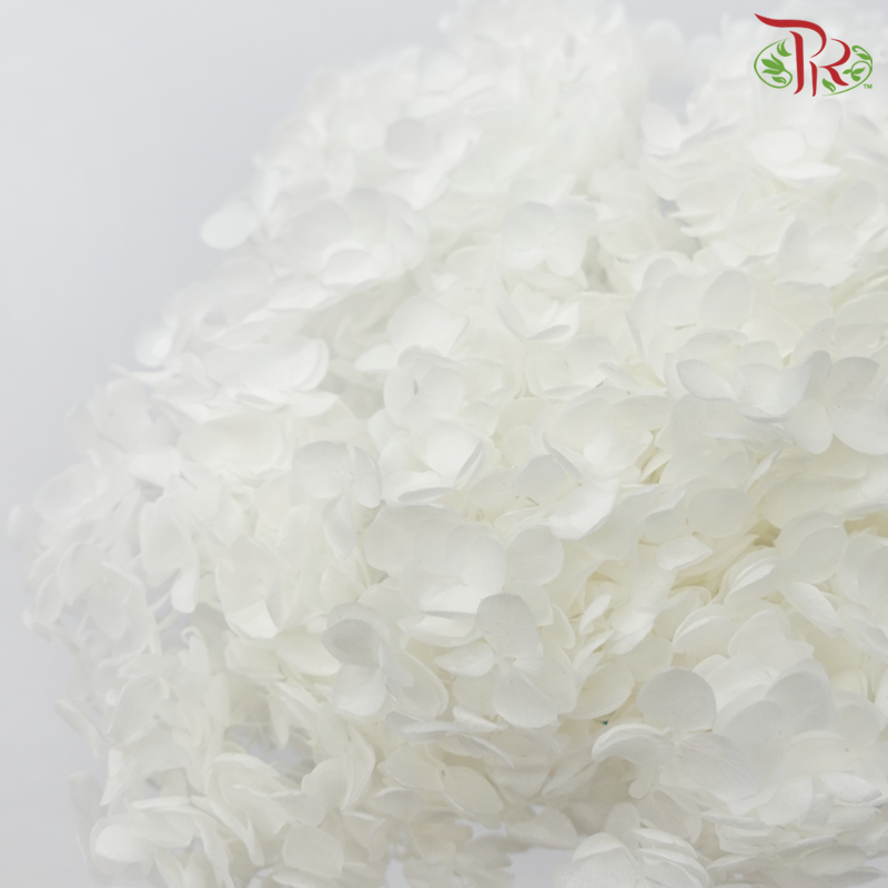 Preserved Hydrangea - White (Per Stem)-White-China-prflorist.com.my