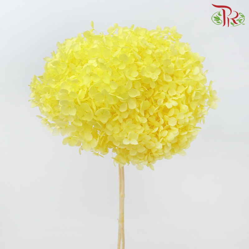 Preserved Hydrangea - Yellow (Per Stem)-Yellow-China-prflorist.com.my