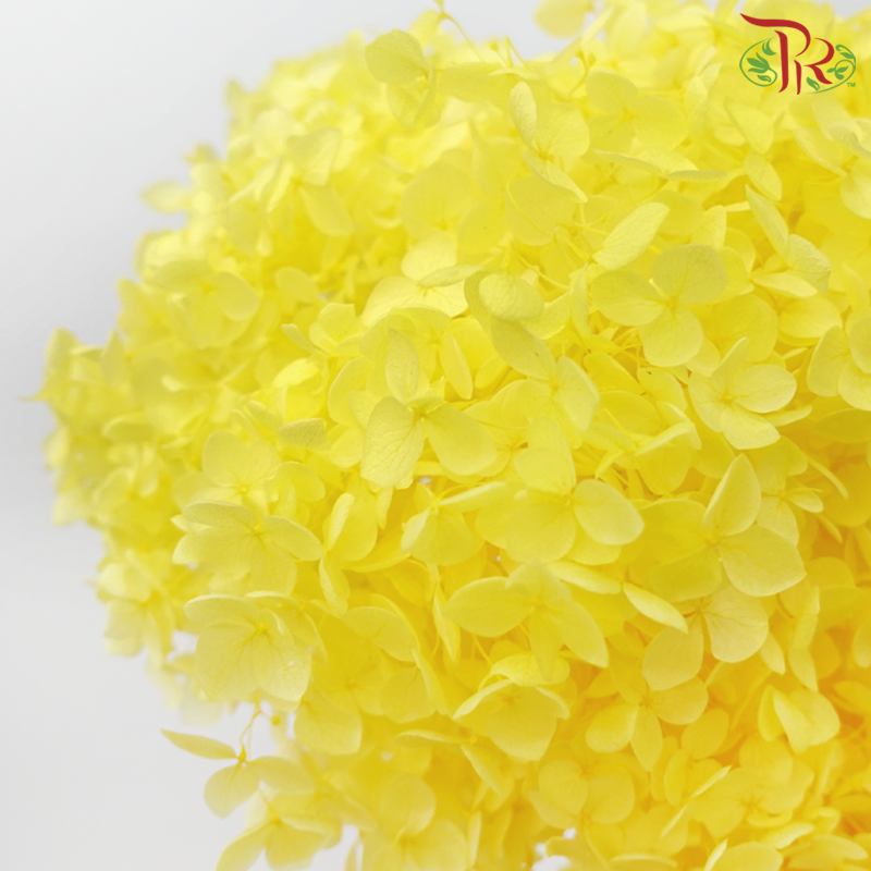 Preserved Hydrangea - Yellow (Per Stem)-Yellow-China-prflorist.com.my