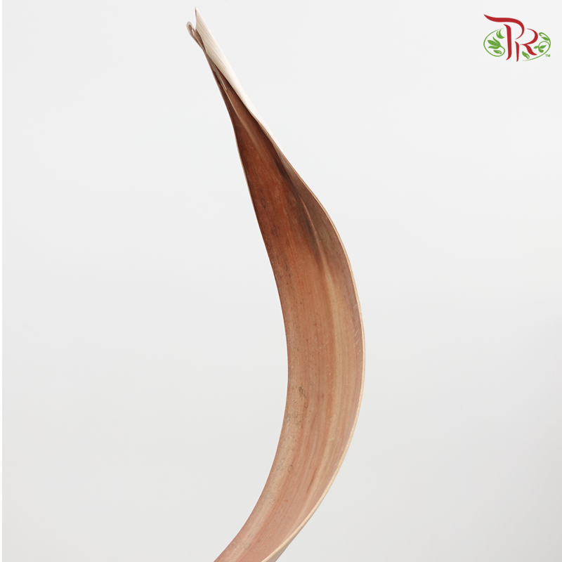 Preserved Palm Boat Natural- Brown (5204-0-000)-Brown-Japan-prflorist.com.my