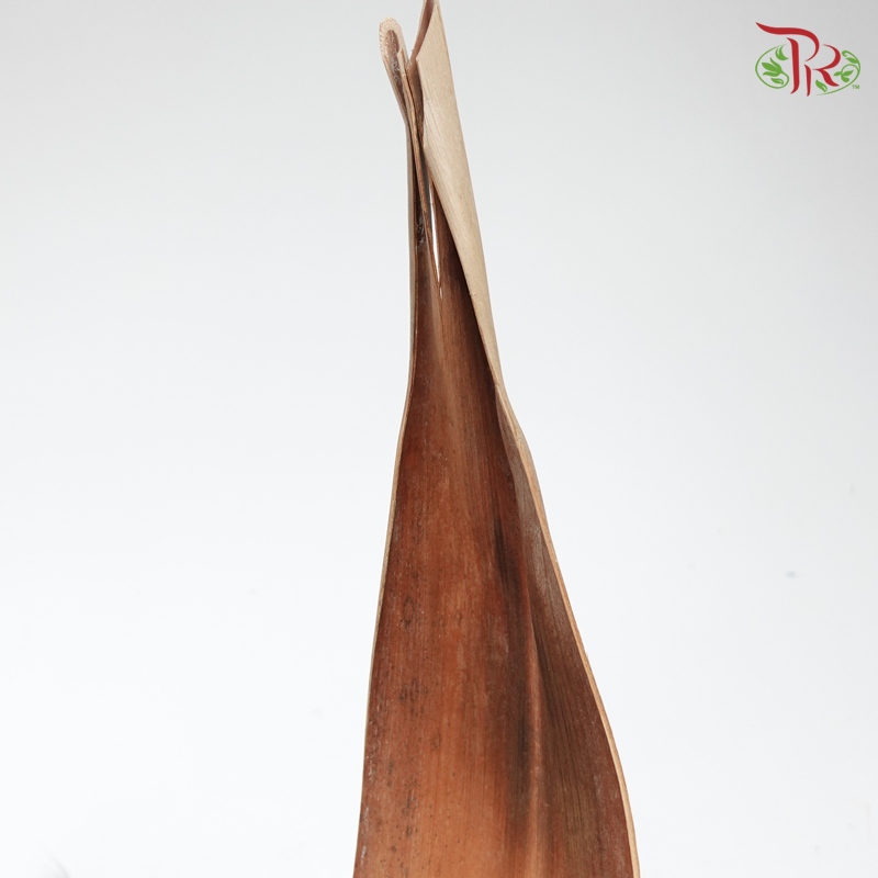 Preserved Palm Boat Natural- Brown (5204-0-000)-Brown-Japan-prflorist.com.my
