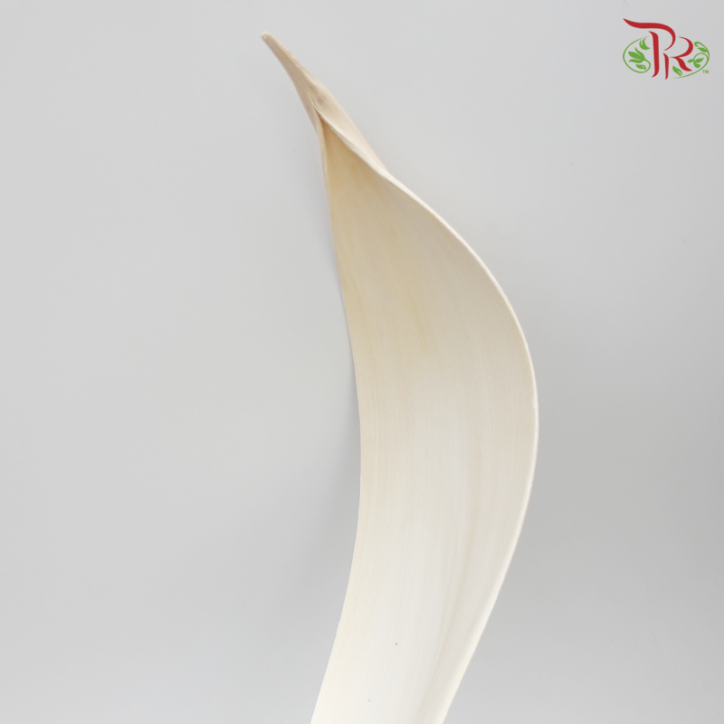 Preserved Palm Boat White - (5204-0-011)-White-Japan-prflorist.com.my