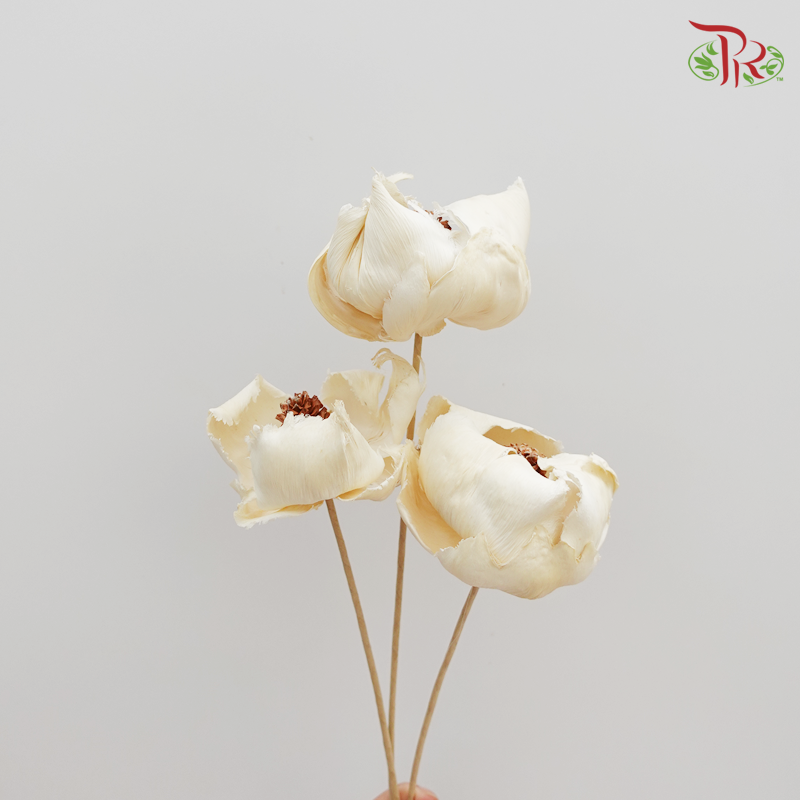Preserved Palm Flower- Bleached 3 Stems (4051-0-011)-Japan-prflorist.com.my