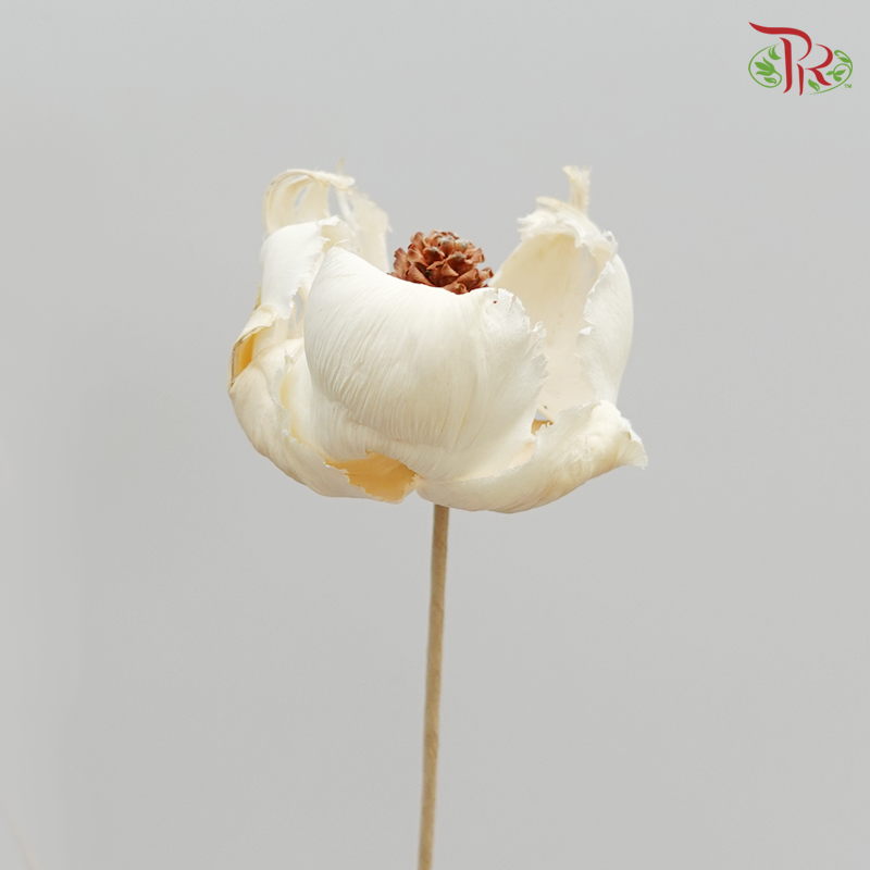 Preserved Palm Flower- Bleached 3 Stems (4051-0-011)-Japan-prflorist.com.my