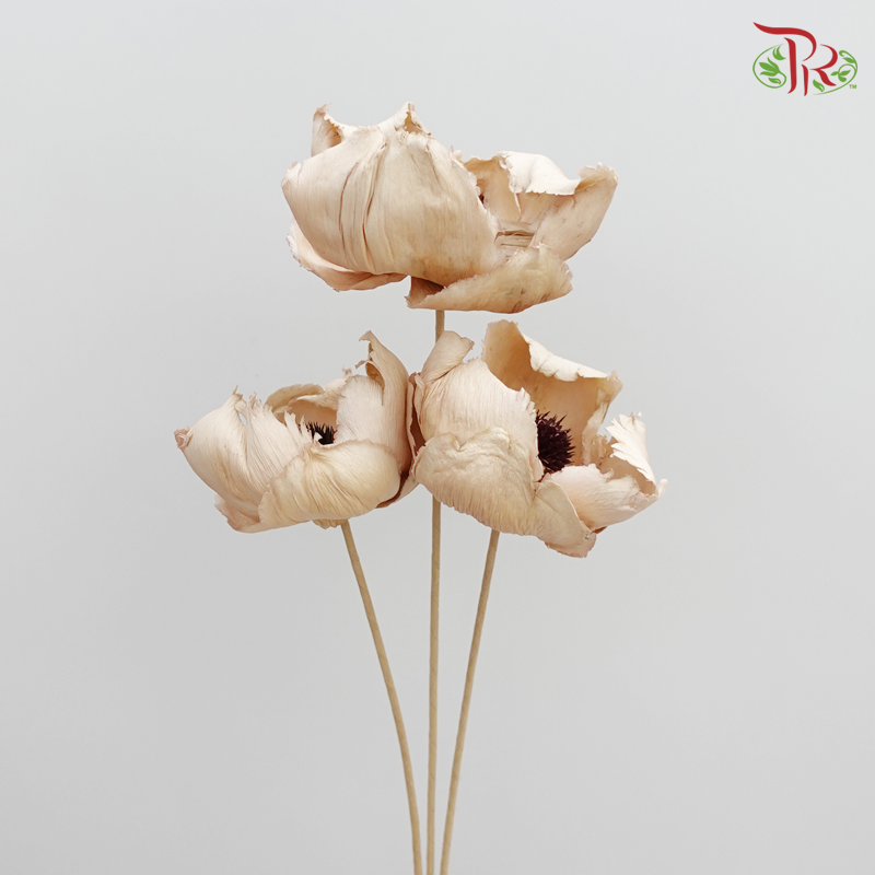 Preserved Palm Flower - Light Brown - 3 Pcs (4051-0-011)-Brown-Japan-prflorist.com.my