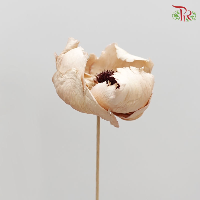 Preserved Palm Flower - Light Brown - 3 Pcs (4051-0-011)-Brown-Japan-prflorist.com.my