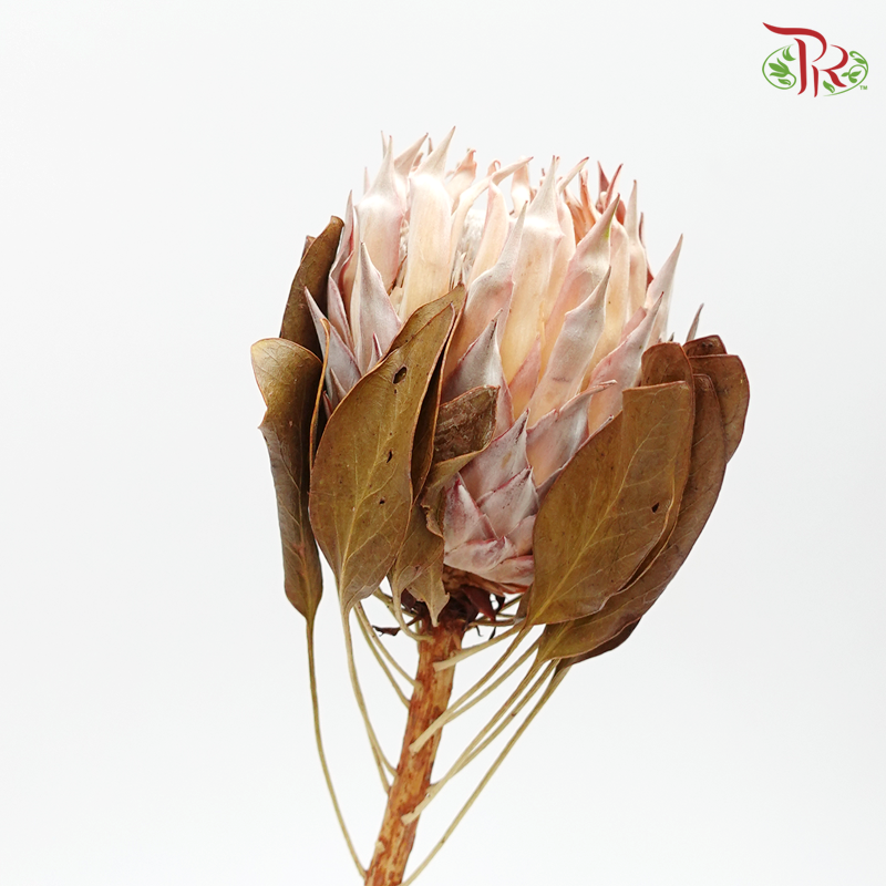 Preserved Protea Cynaroides (4034-2-000)-Japan-prflorist.com.my