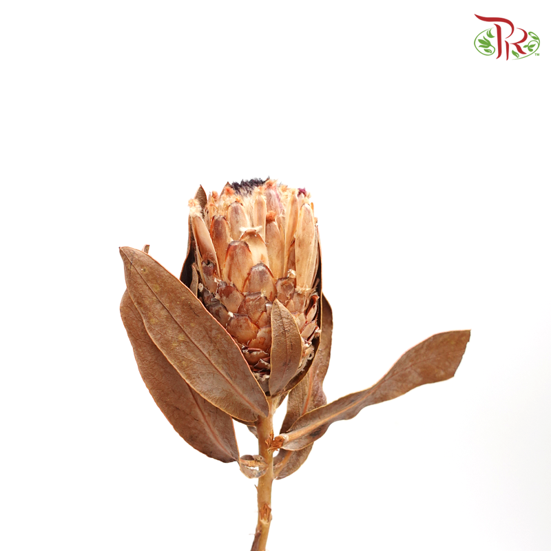 Preserved Protea Magnifica (4033-0-000)-Japan-prflorist.com.my