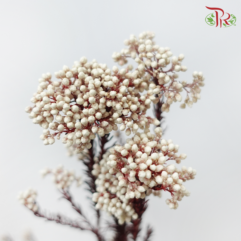 Preserved Rice Flower - White (Per Bunch)-White-China-prflorist.com.my