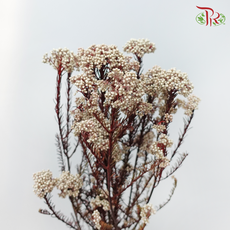 Preserved Rice Flower - White (Per Bunch)-White-China-prflorist.com.my