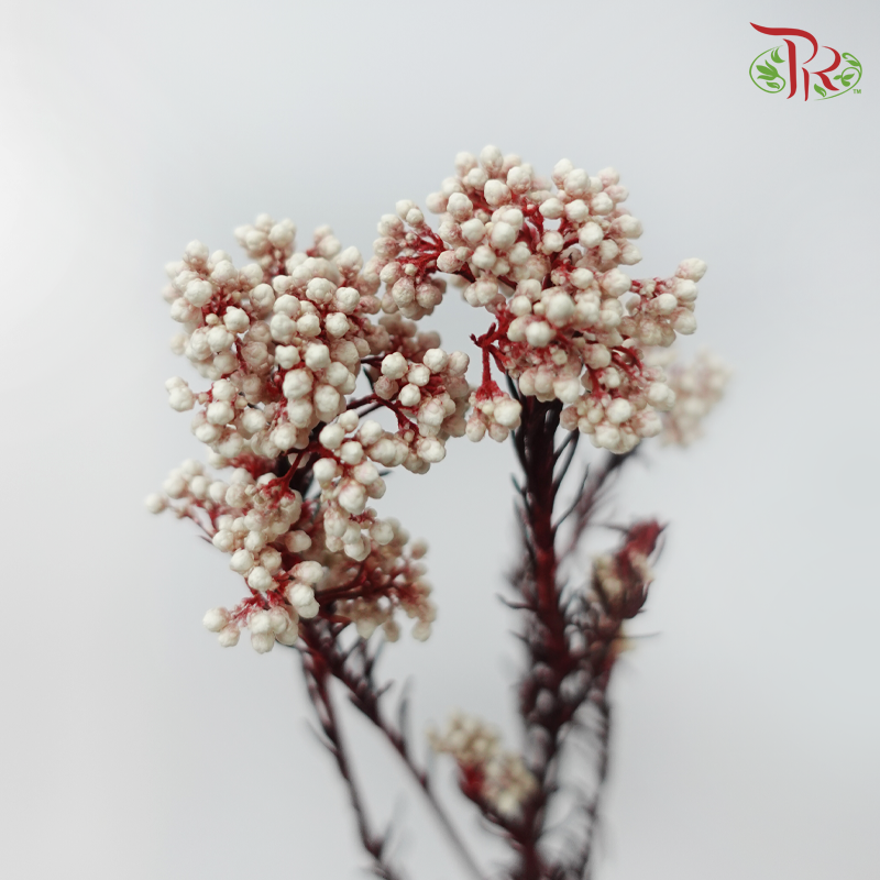 Preserved Rice Flower - White (Per Bunch)-White-China-prflorist.com.my
