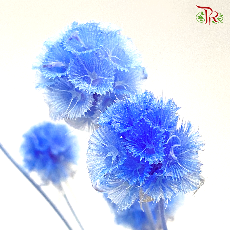 Preserved Scabiosa - Blue (Per Bunch)-Blue-China-prflorist.com.my