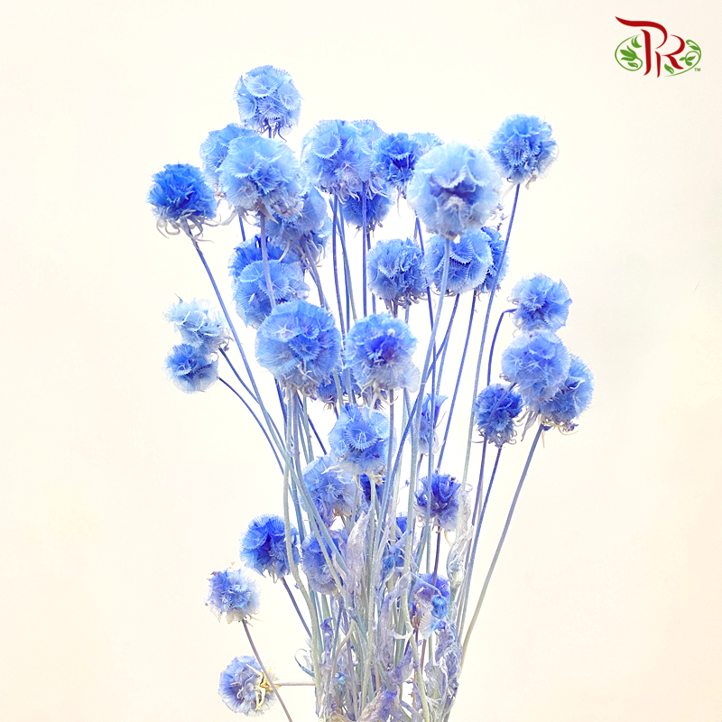 Preserved Scabiosa - Blue (Per Bunch)-Blue-China-prflorist.com.my