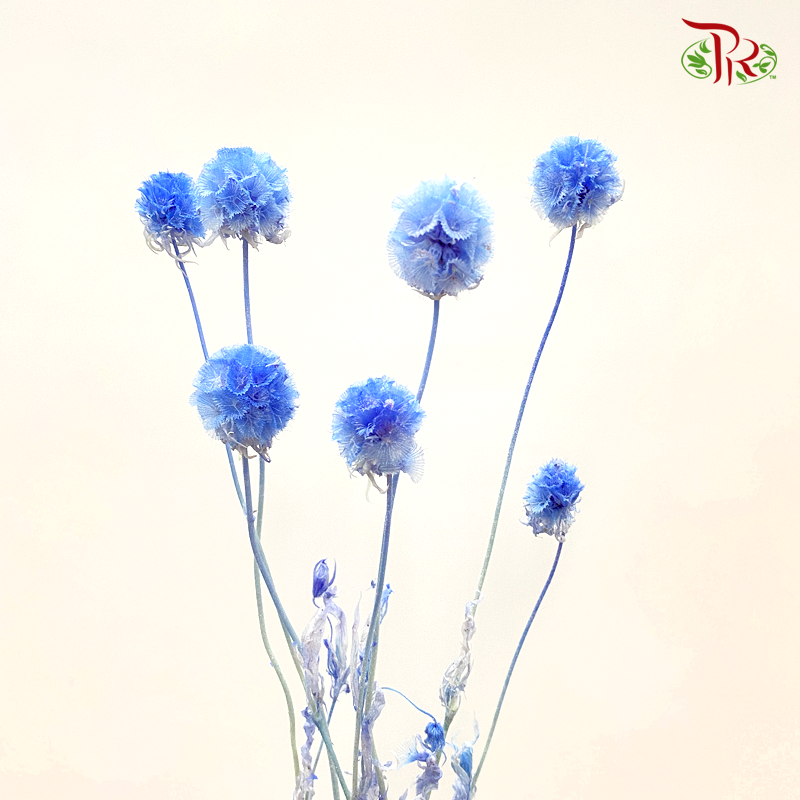 Preserved Scabiosa - Blue (Per Bunch)-Blue-China-prflorist.com.my