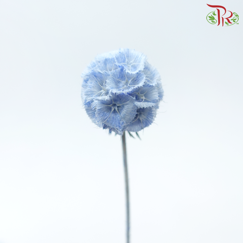 Preserved Scabiosa - Blue (Per Stem)-Blue-China-prflorist.com.my