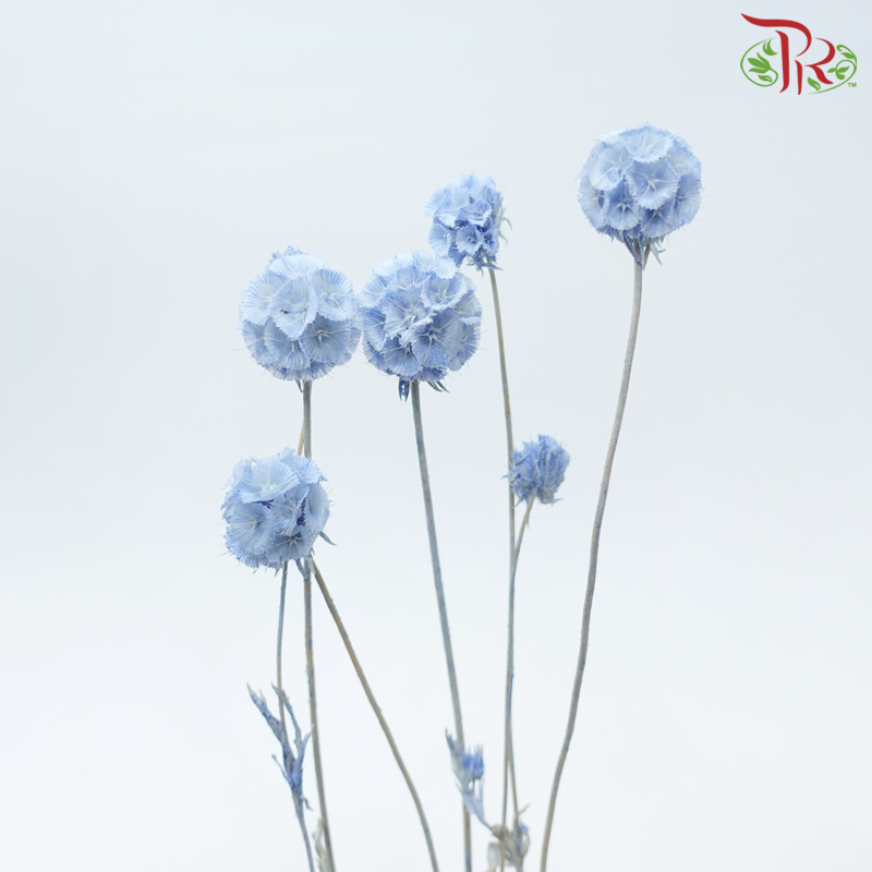 Preserved Scabiosa - Blue (Per Stem)-Blue-China-prflorist.com.my