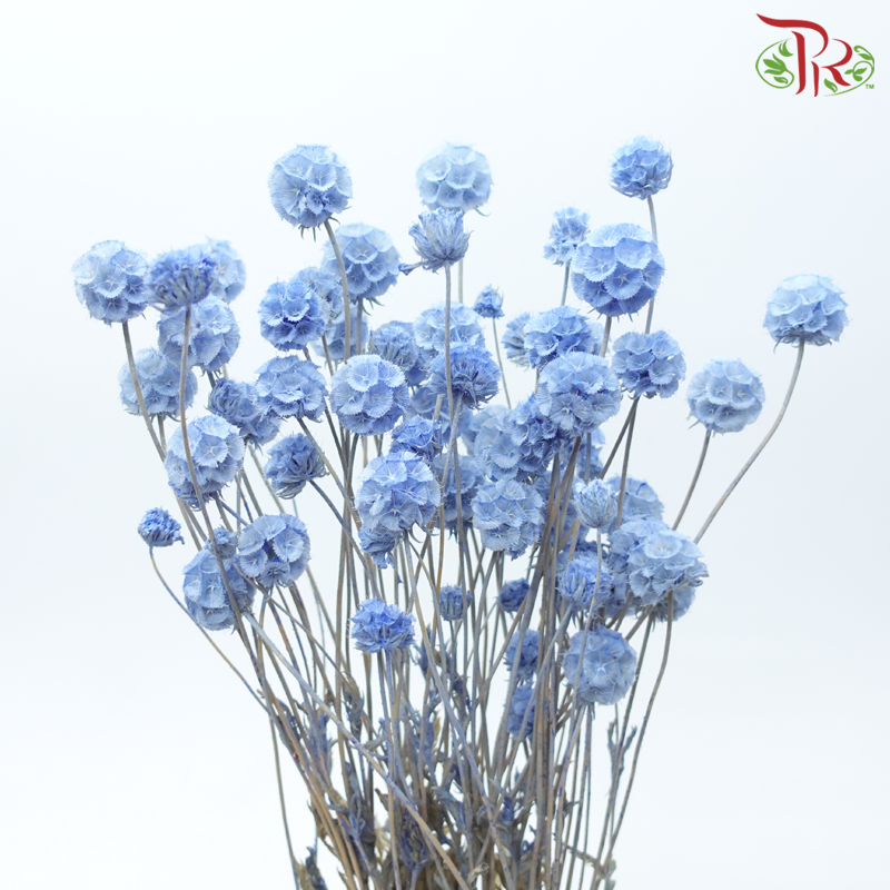 Preserved Scabiosa - Blue (Per Stem)-Blue-China-prflorist.com.my