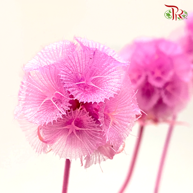 Preserved Scabiosa - Cherry Pink (Per Bunch)#7-Cherry Pink-China-prflorist.com.my