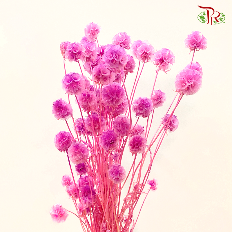 Preserved Scabiosa - Cherry Pink (Per Bunch)#7-Cherry Pink-China-prflorist.com.my