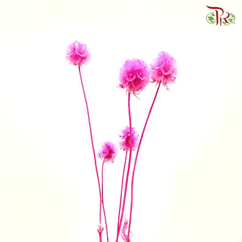 Preserved Scabiosa - Cherry Pink (Per Bunch)#7-Cherry Pink-China-prflorist.com.my