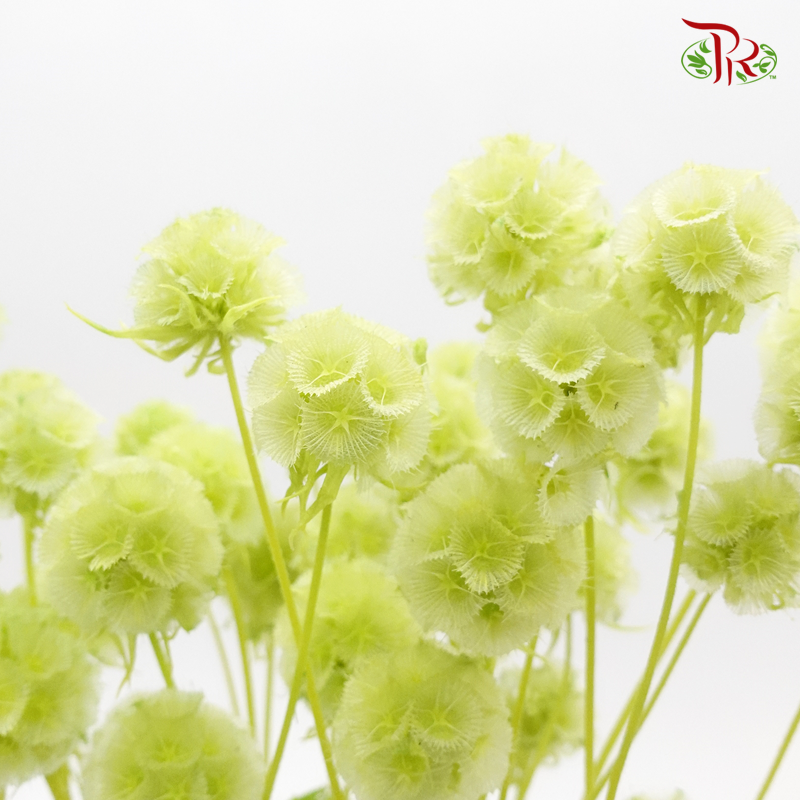 Preserved Scabiosa - Green (Per Bunch)-Green-China-prflorist.com.my