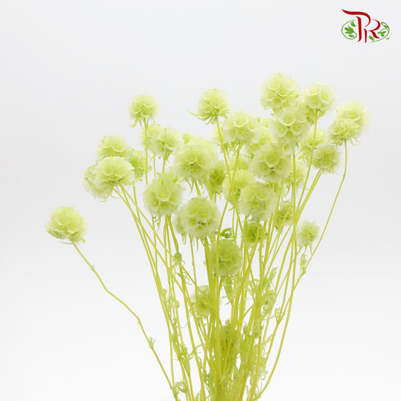 Preserved Scabiosa - Green (Per Bunch)-Green-China-prflorist.com.my