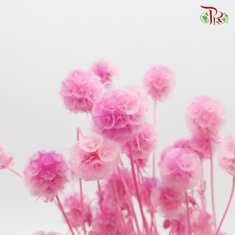 Preserved Scabiosa - Raw Pink (Per Bunch) #8-Pink-China-prflorist.com.my