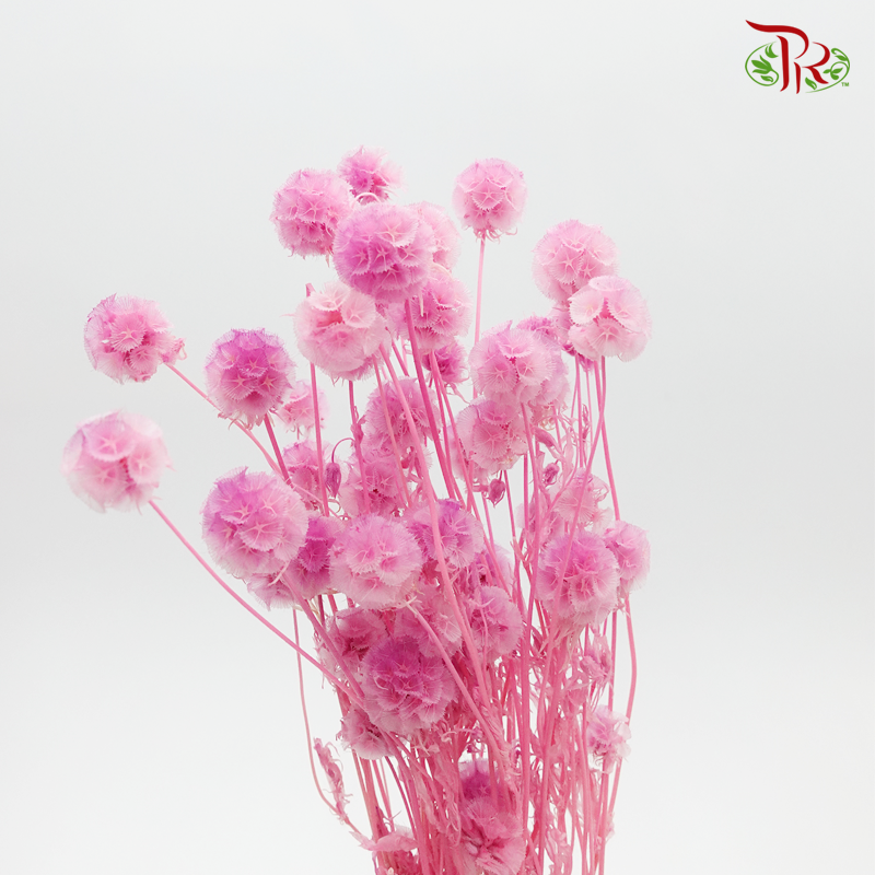 Preserved Scabiosa - Raw Pink (Per Bunch) #8-Pink-China-prflorist.com.my