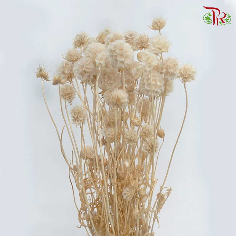 Preserved Scabiosa - White (Per Bunch)-White-China-prflorist.com.my