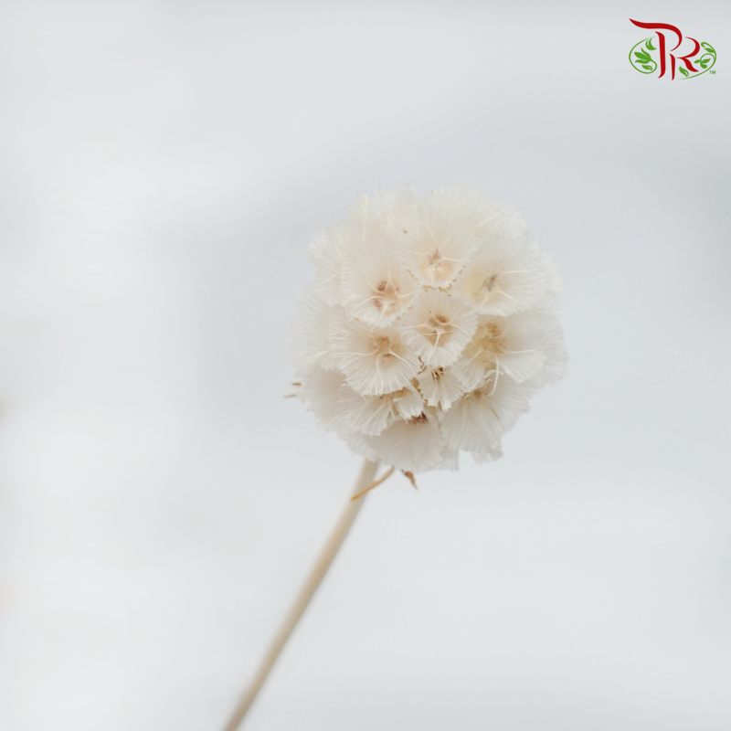 Preserved Scabiosa - White (Per Bunch)-White-China-prflorist.com.my