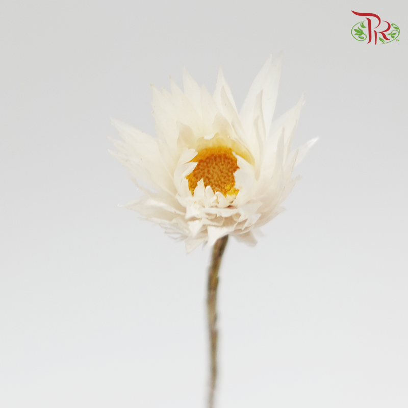 Preserved Shiny White (3024-0-000)-White-Japan-prflorist.com.my